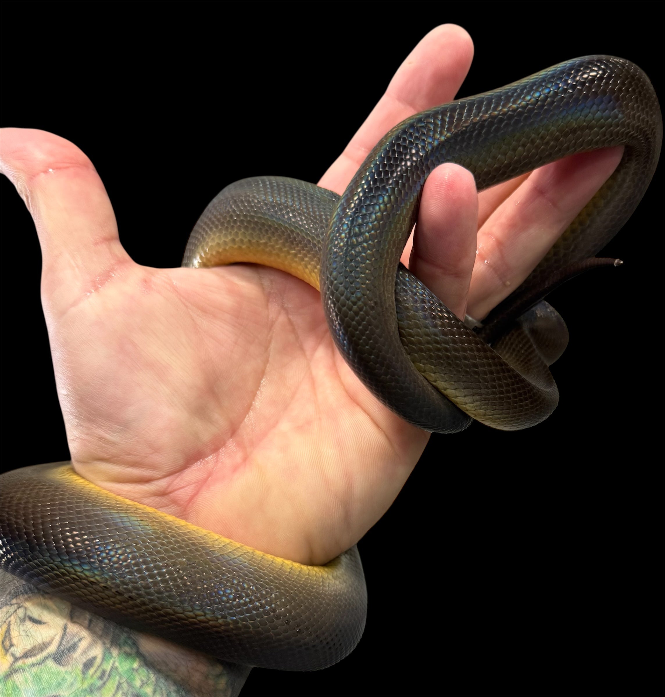 2023 Holdback Australian Water Python