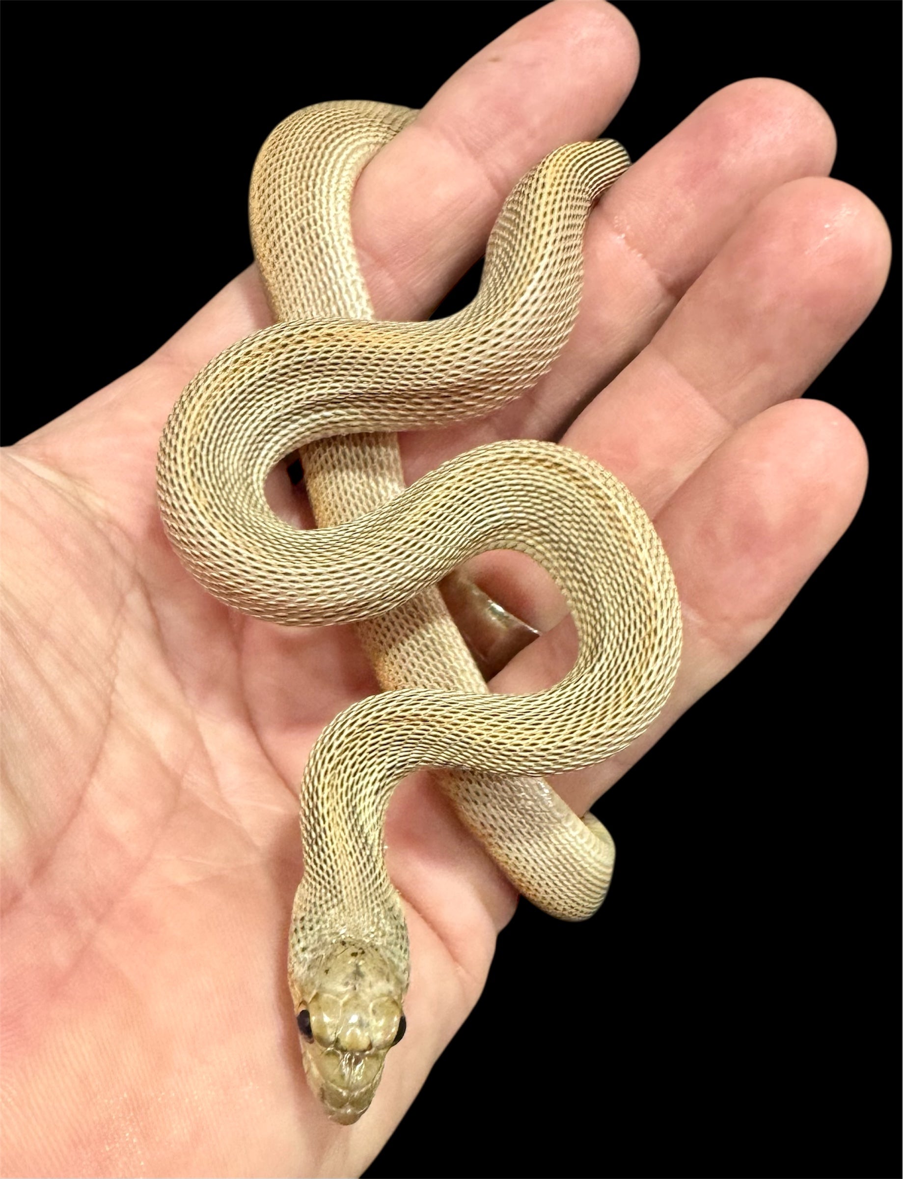 Female Patternless Bullsnake