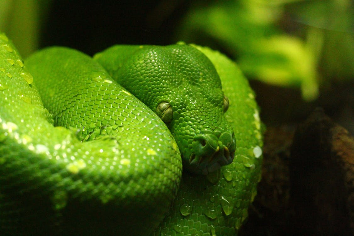 Green Tree Python