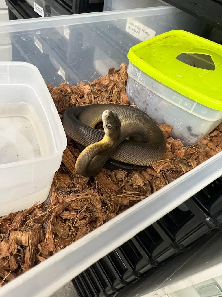 2023 Australian Water Pythons