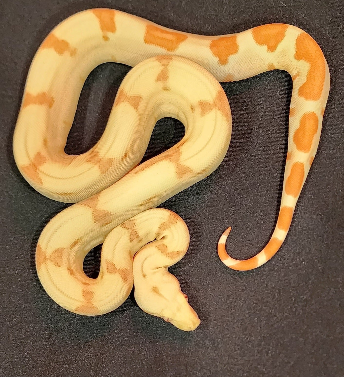 Female Sunglow Possible Jungle