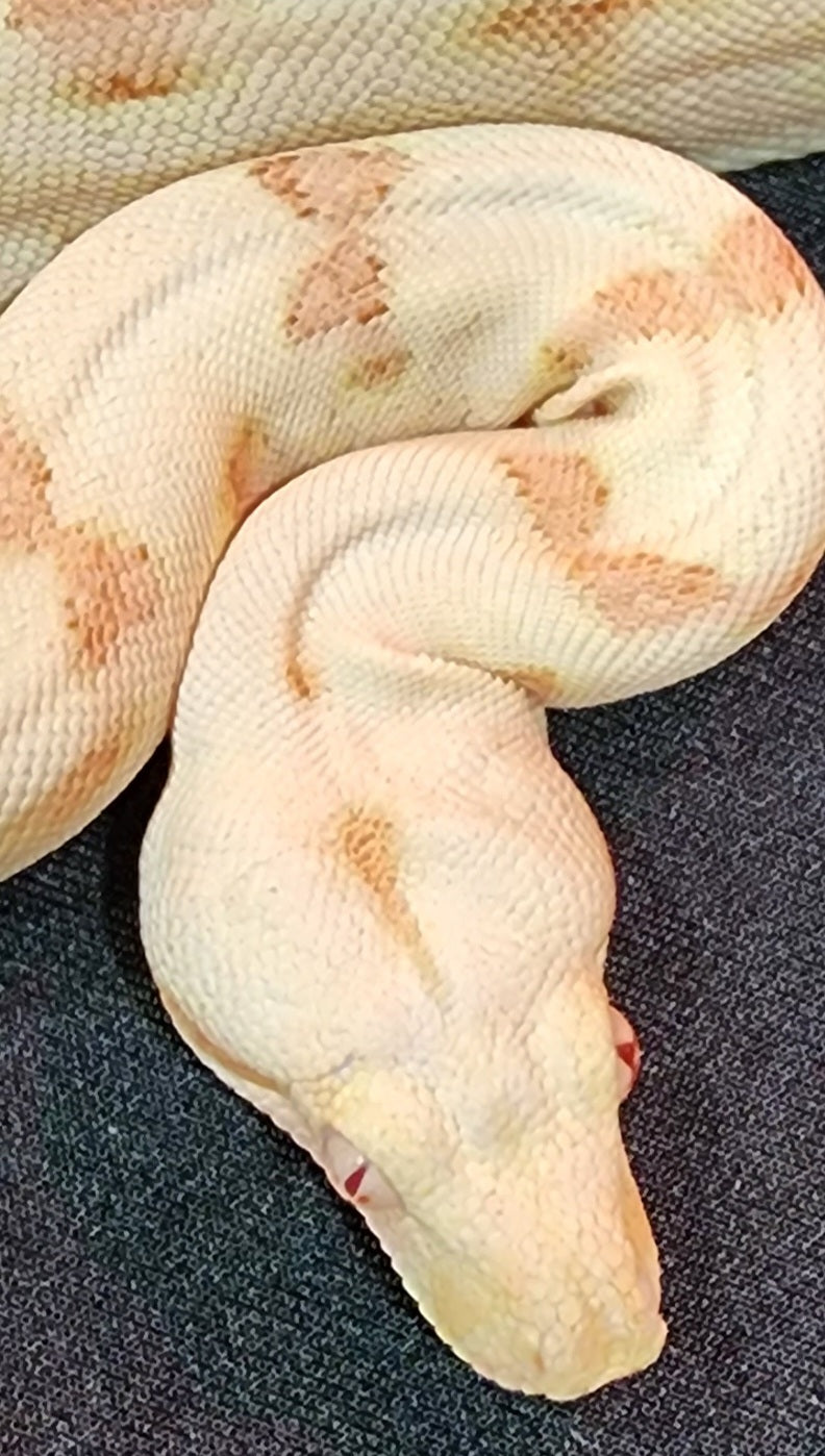 Female Sunglow Possible Jungle