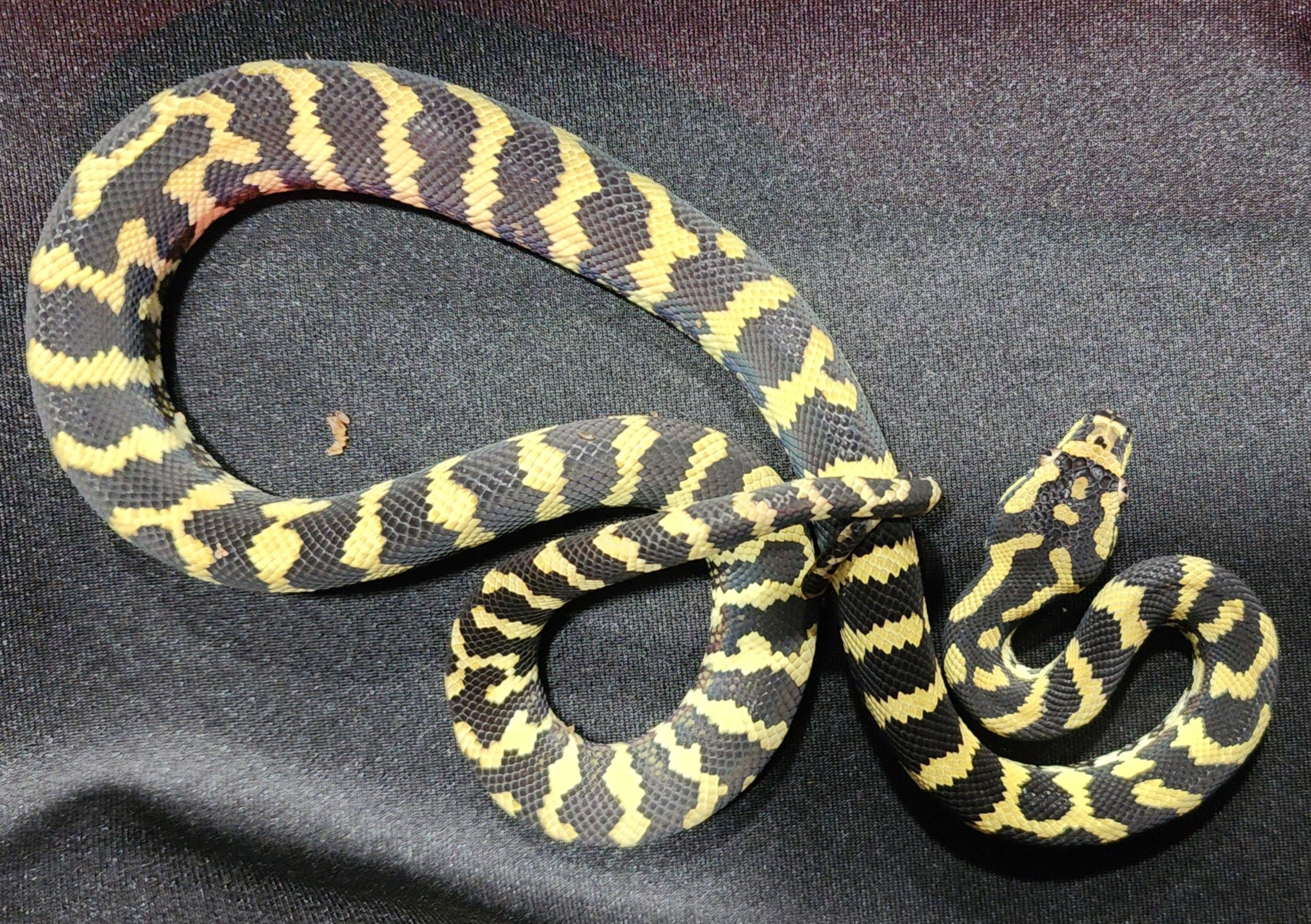 2022 Female Jungle Carpet Python