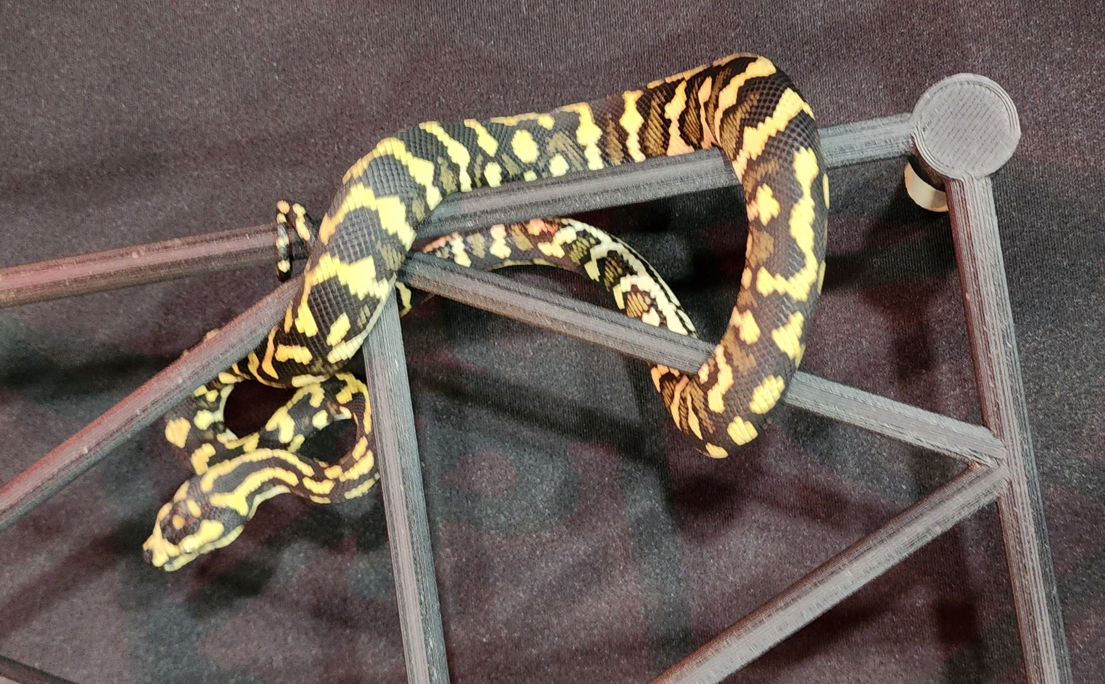 2022 Female Jungle Carpet Python