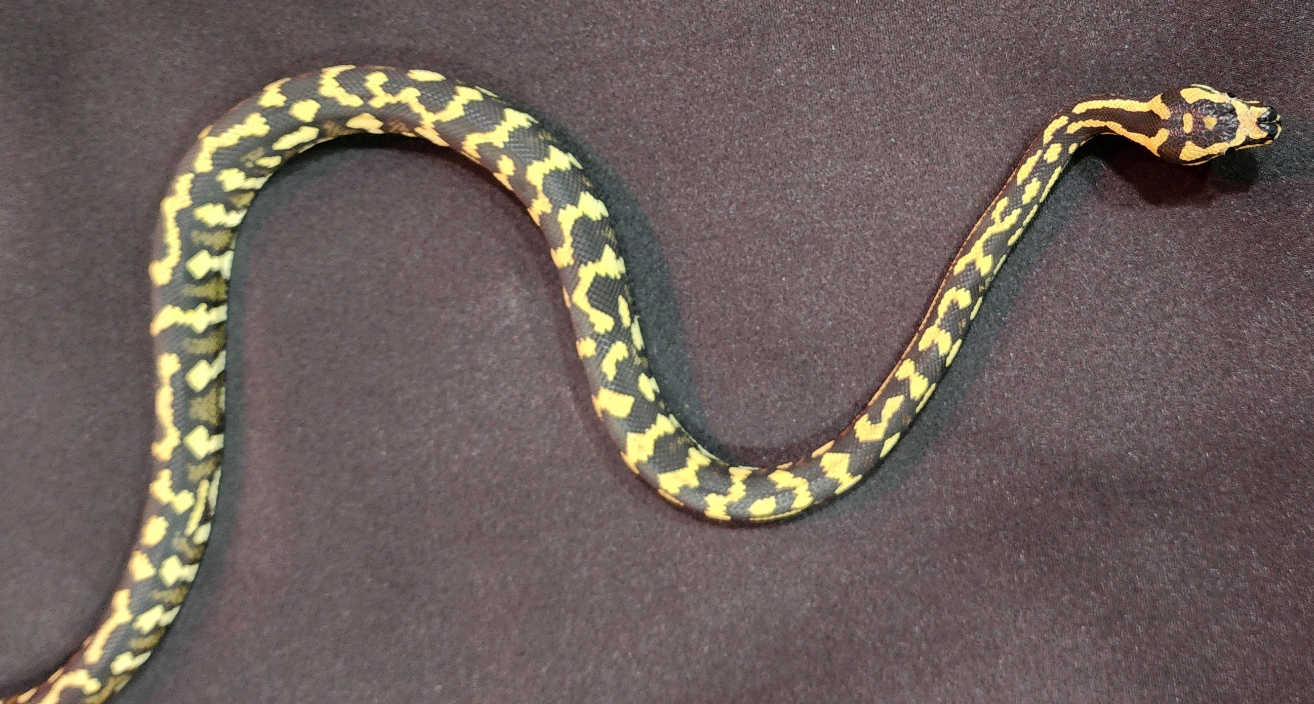 2022 Female Jungle Carpet Python