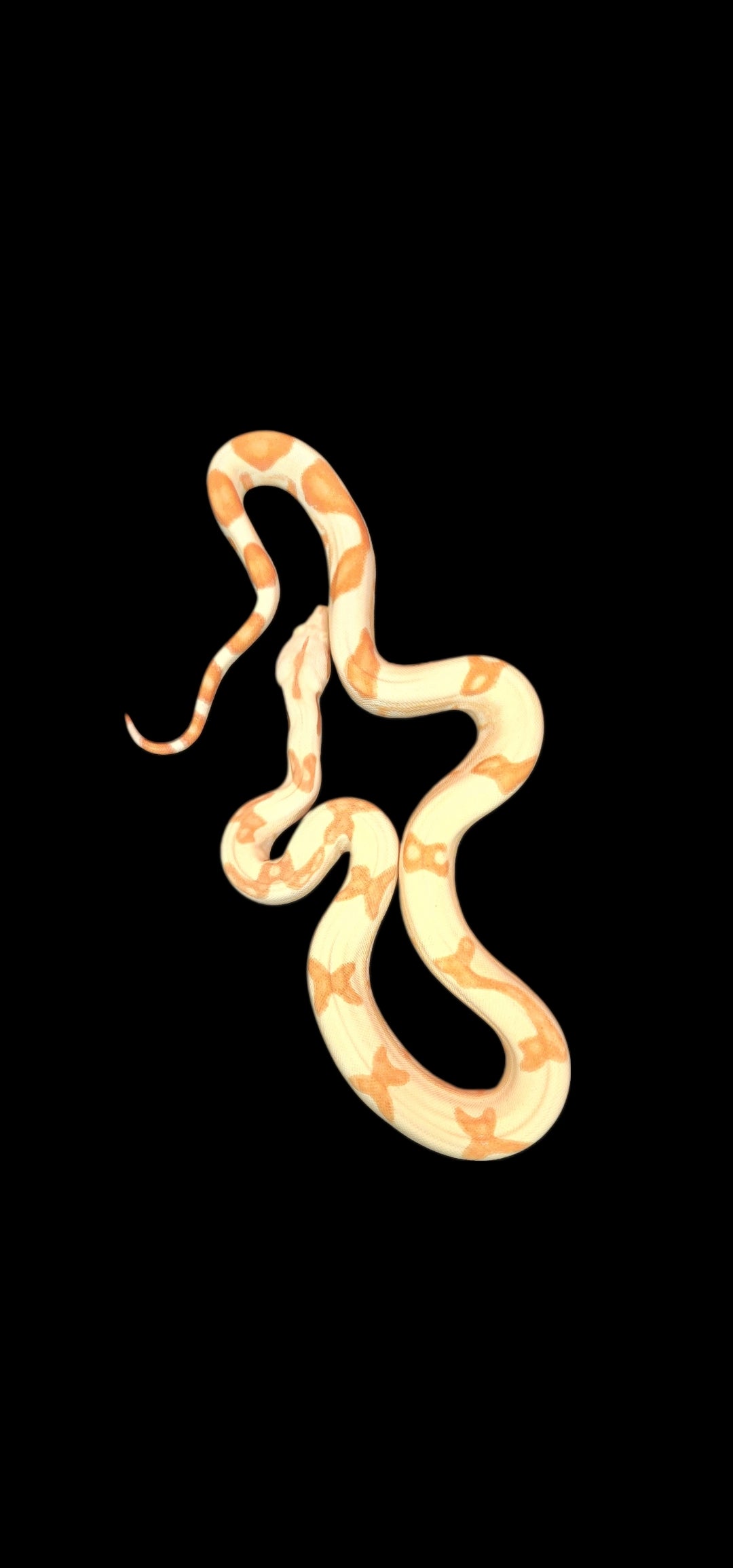 Male Junglow Boa 1040