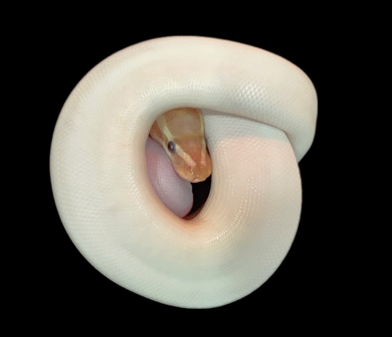 2022 Female Banana Pied Ball Python