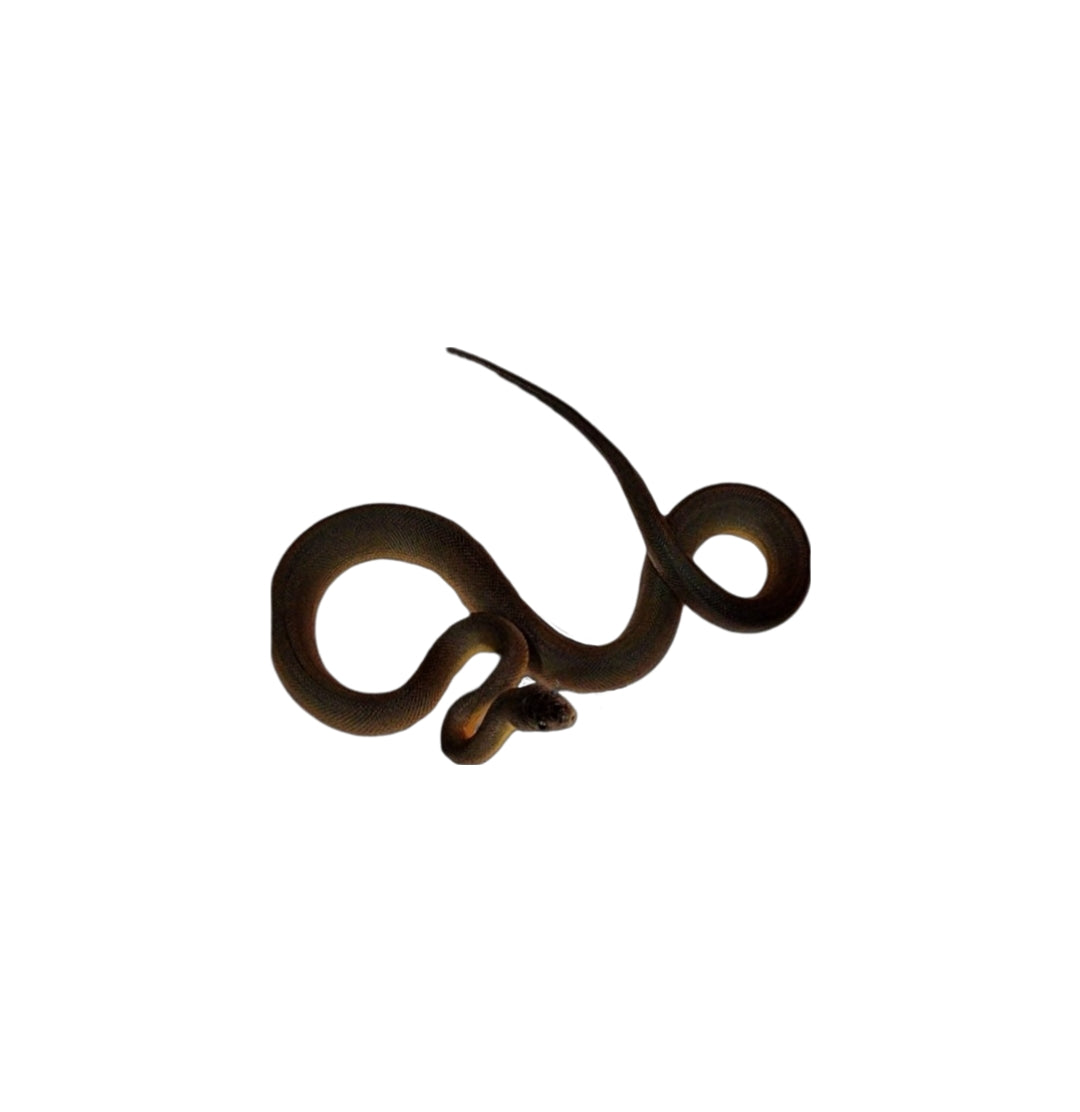 Captive bred Austrailian Water Python female