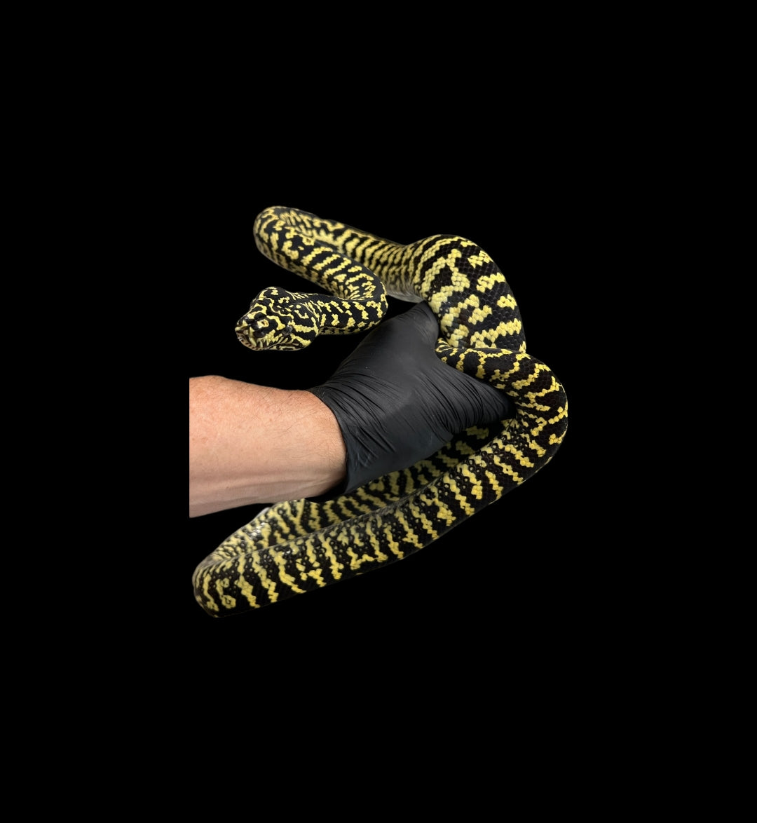 #0001 Zebra Jungle Carpet Python
