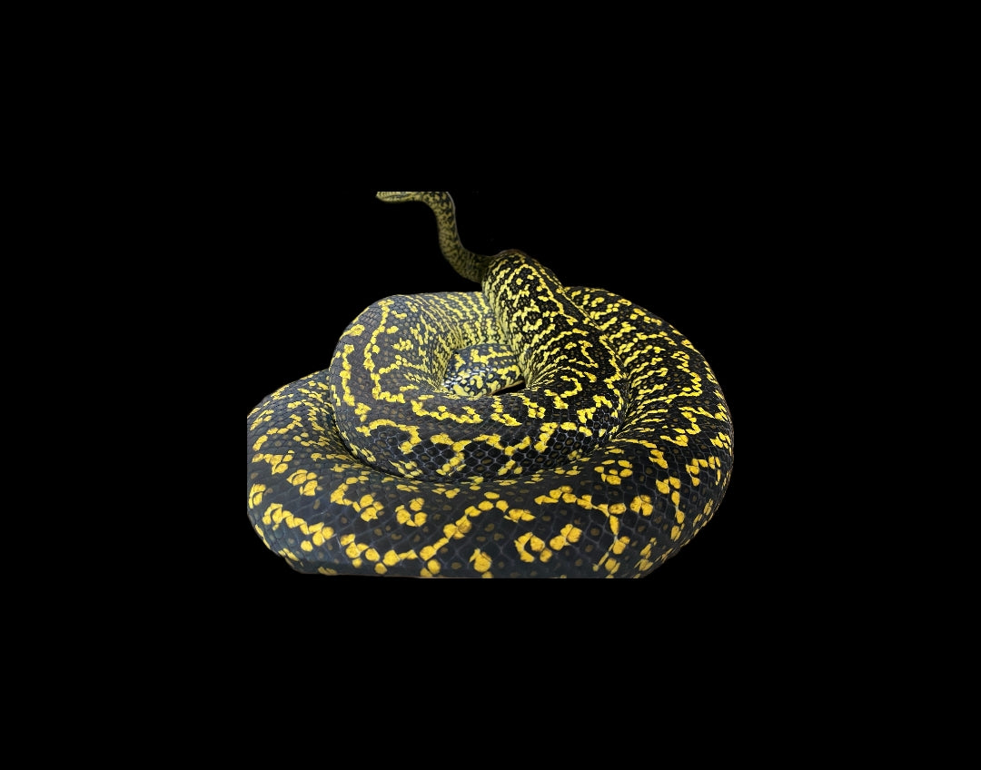 #0001 Zebra Jungle Carpet Python
