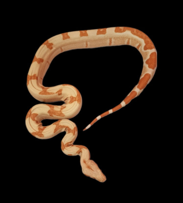 Female Junglow Boa