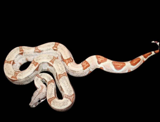 Female Hypo Het Albino