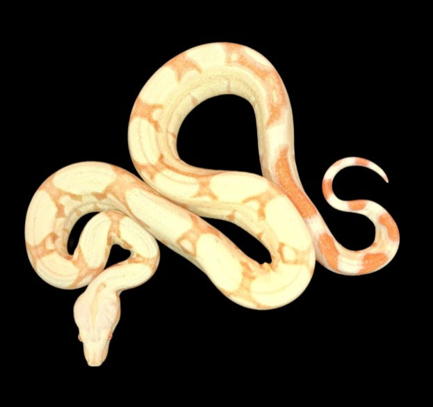 Female Albino Jugle Boa