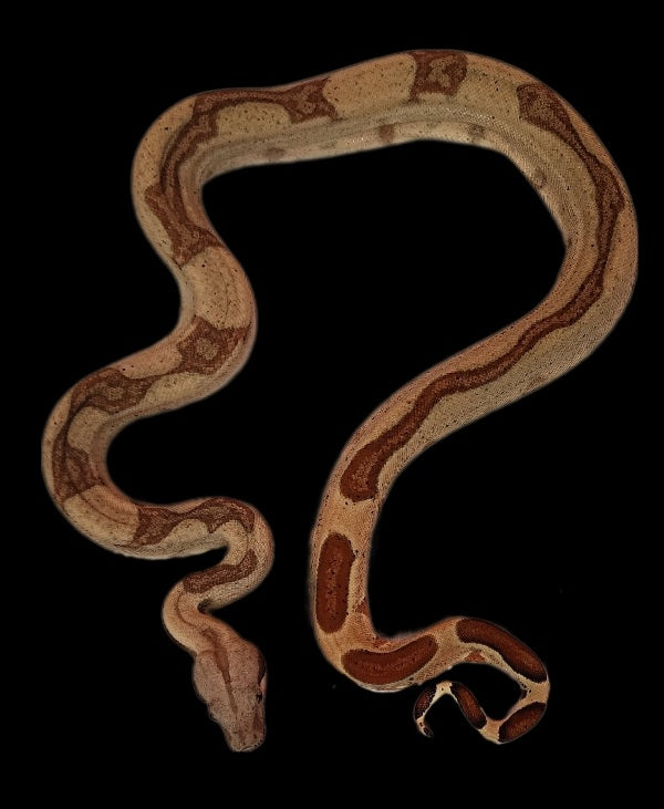 Male Hypo Stripe 100% Het Albino