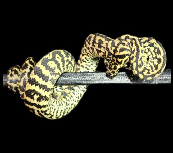 2022 Pure Jungle Carpet Python zebra