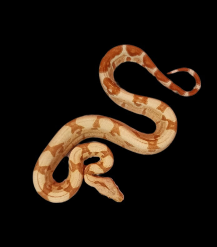 Female junglow Boa 1026