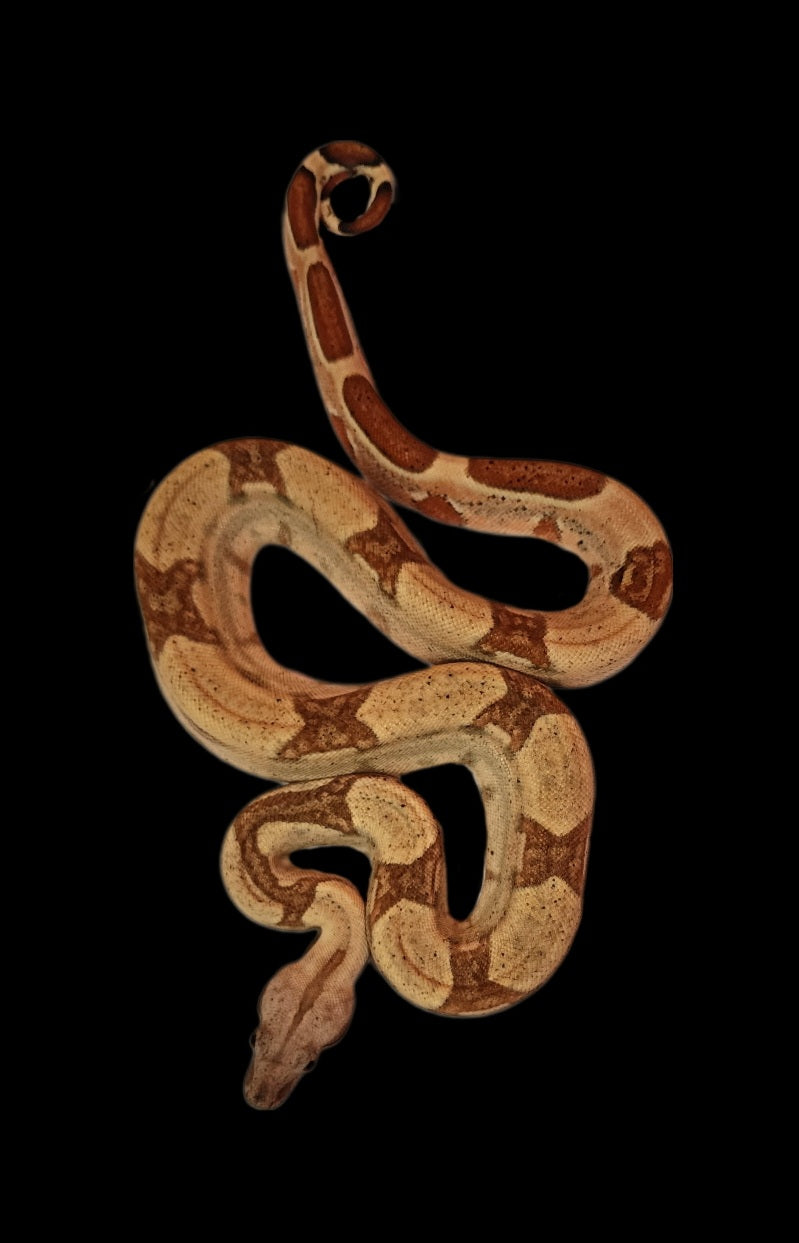 Male Hypo 100% Het lipstick Albino 1037