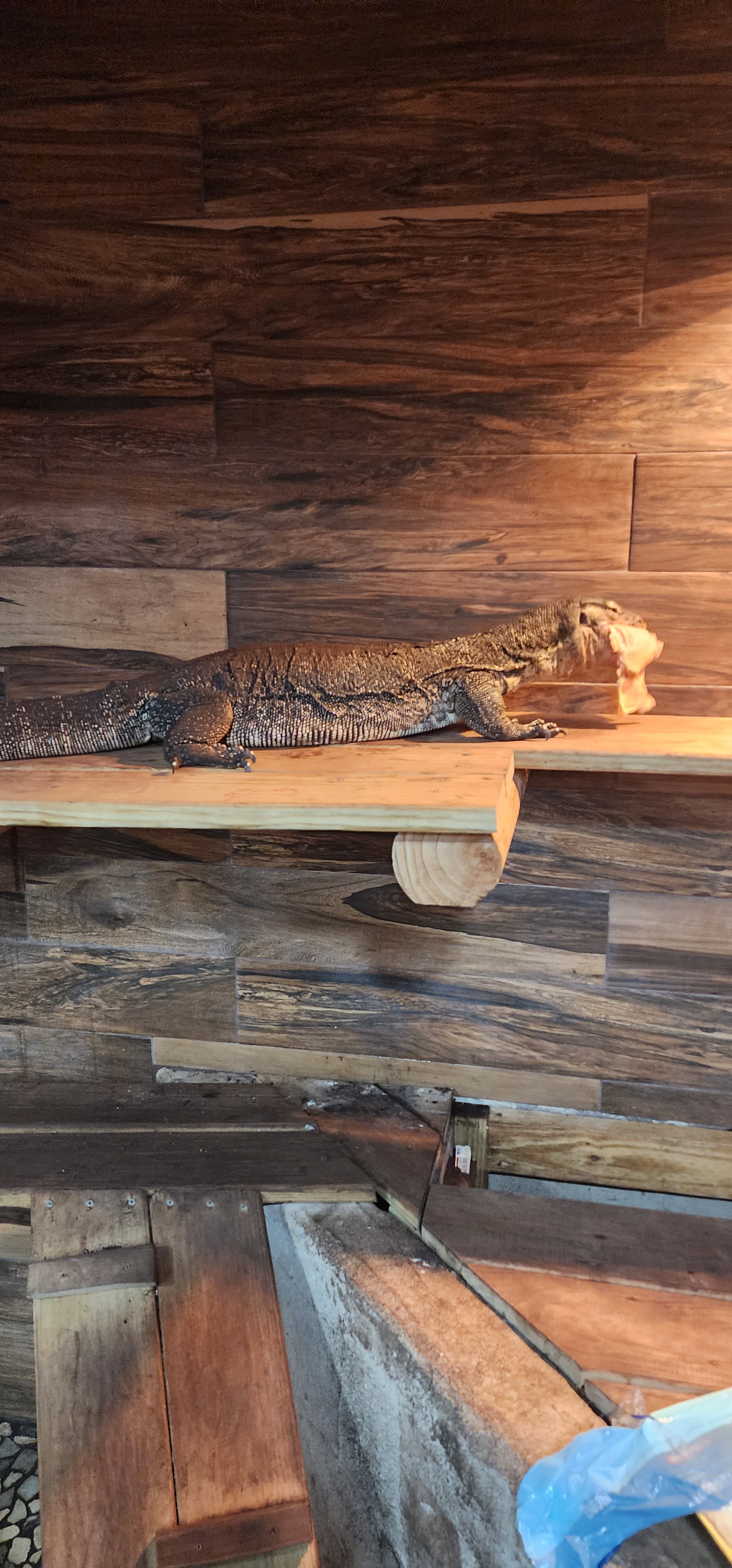 Adult Male Het Black Dragon Water Monitor