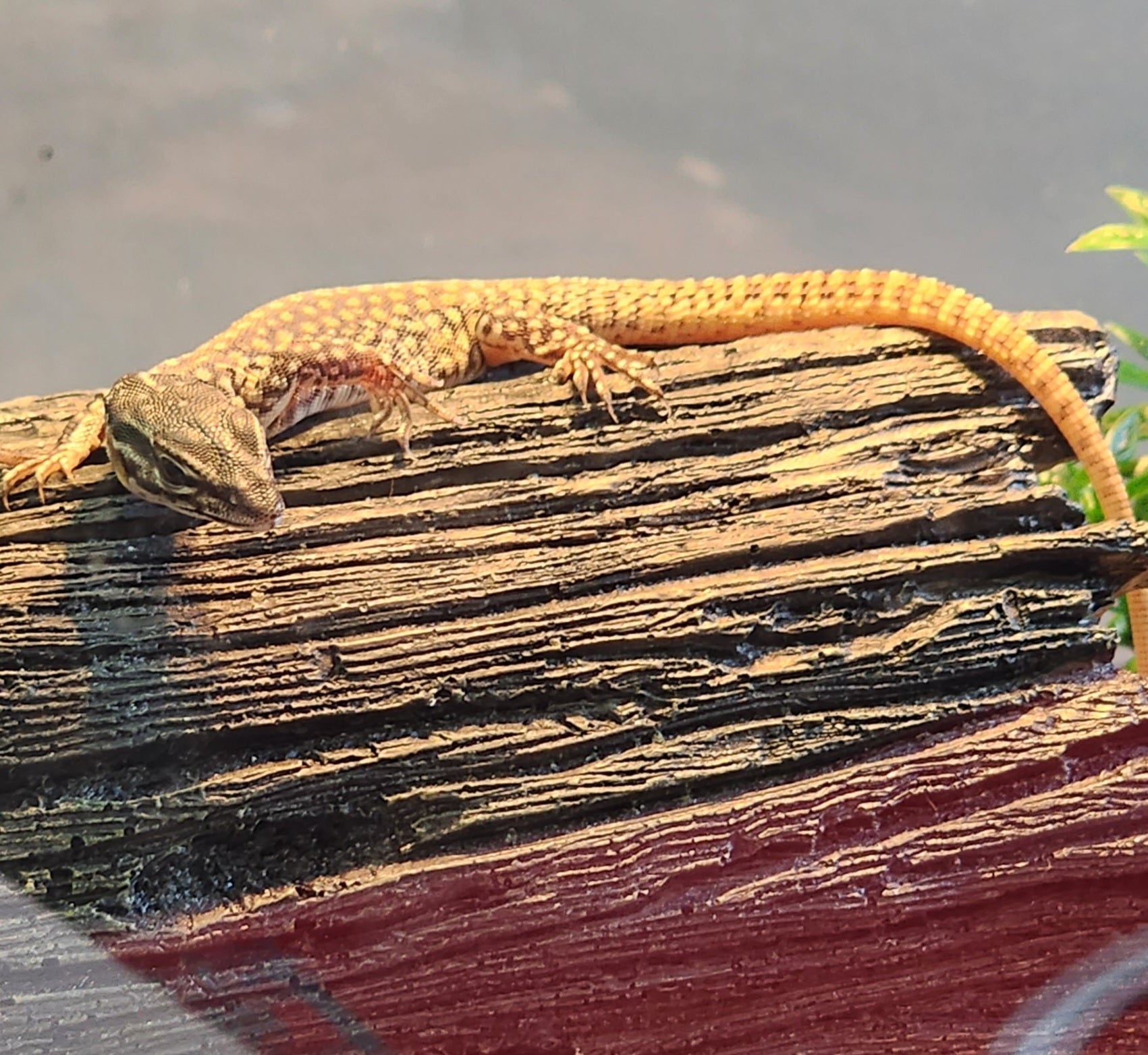 23 Red Ackie monitor