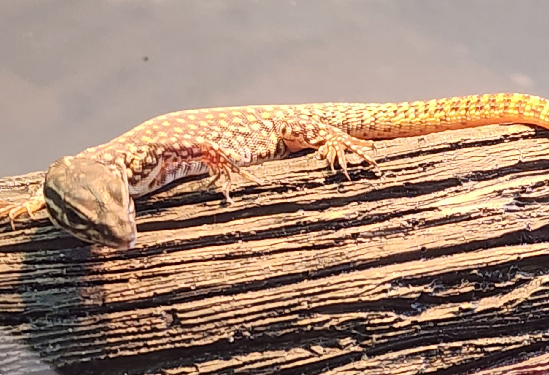 23 Red Ackie monitor