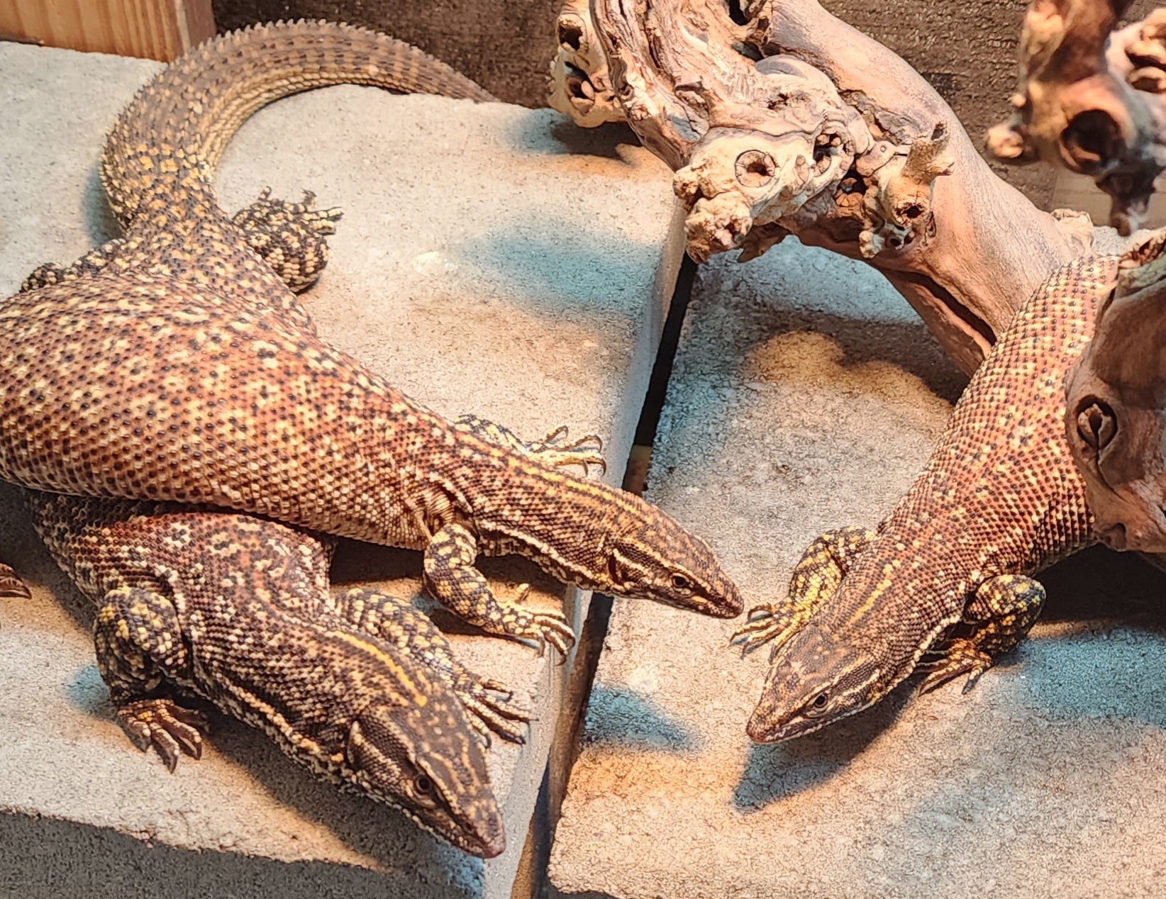 23 Red Ackie monitor