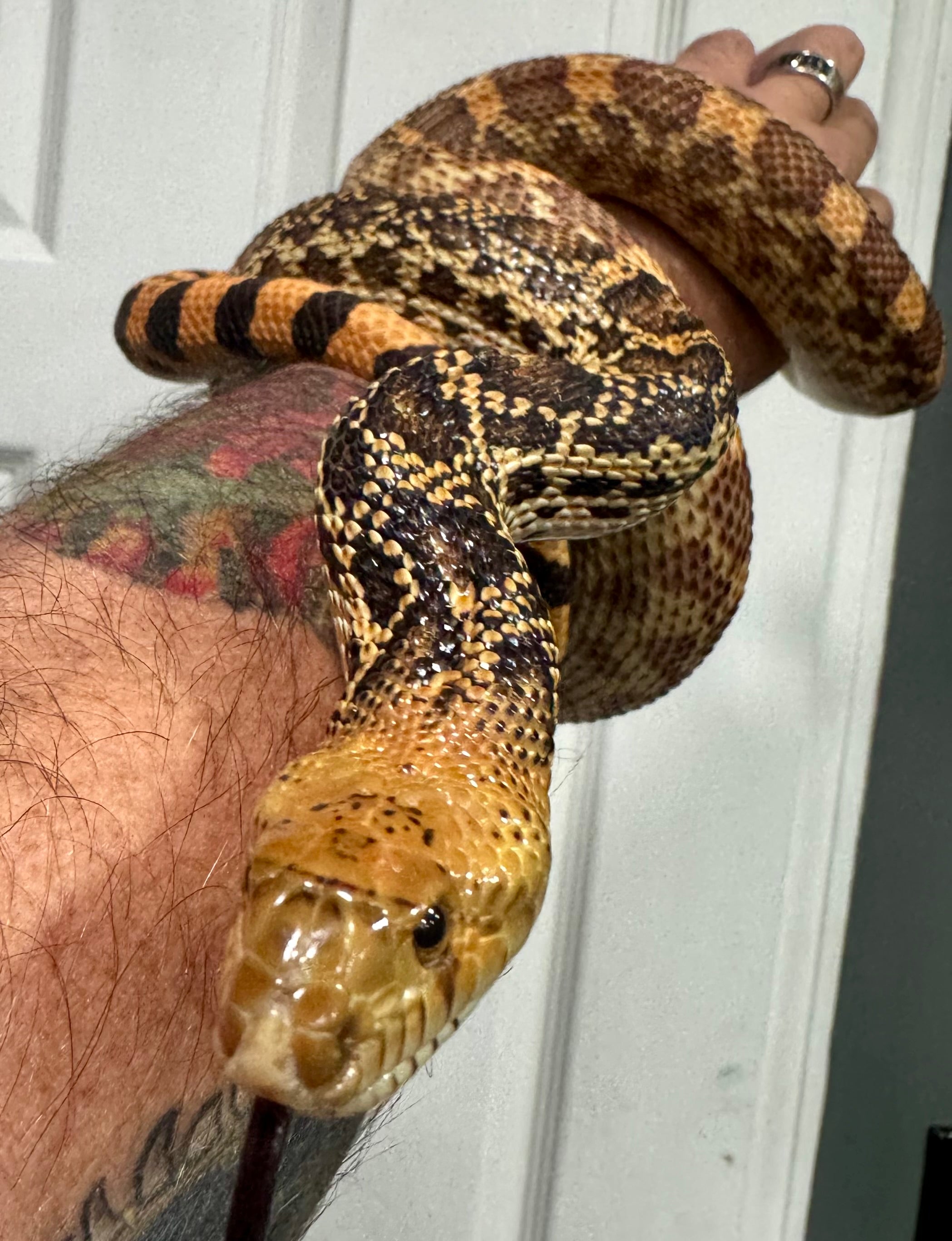 Female Red Tripple Het Bullsnake