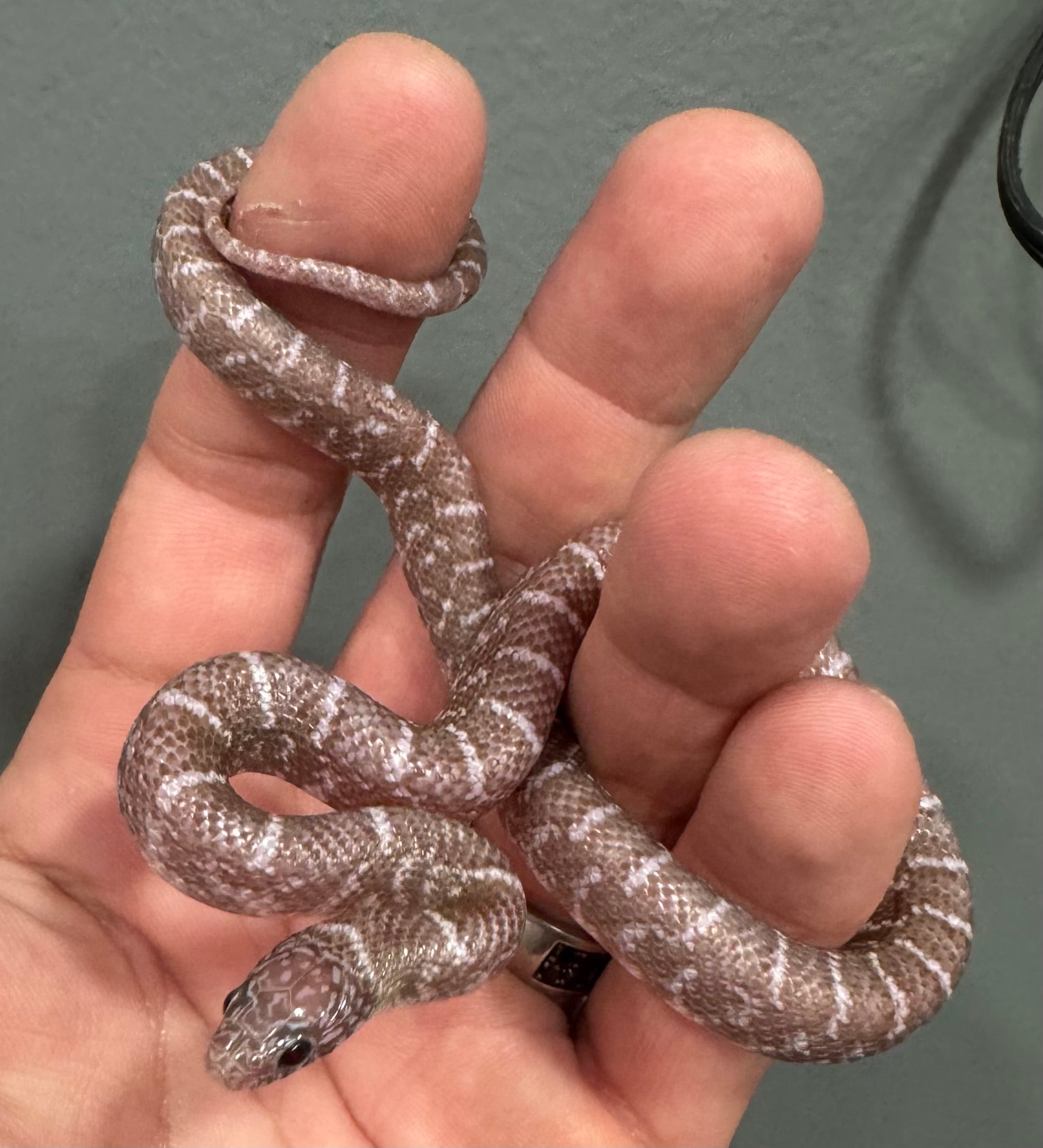 1.1 Pair 2025 Alabaster Florida Kingsnakes