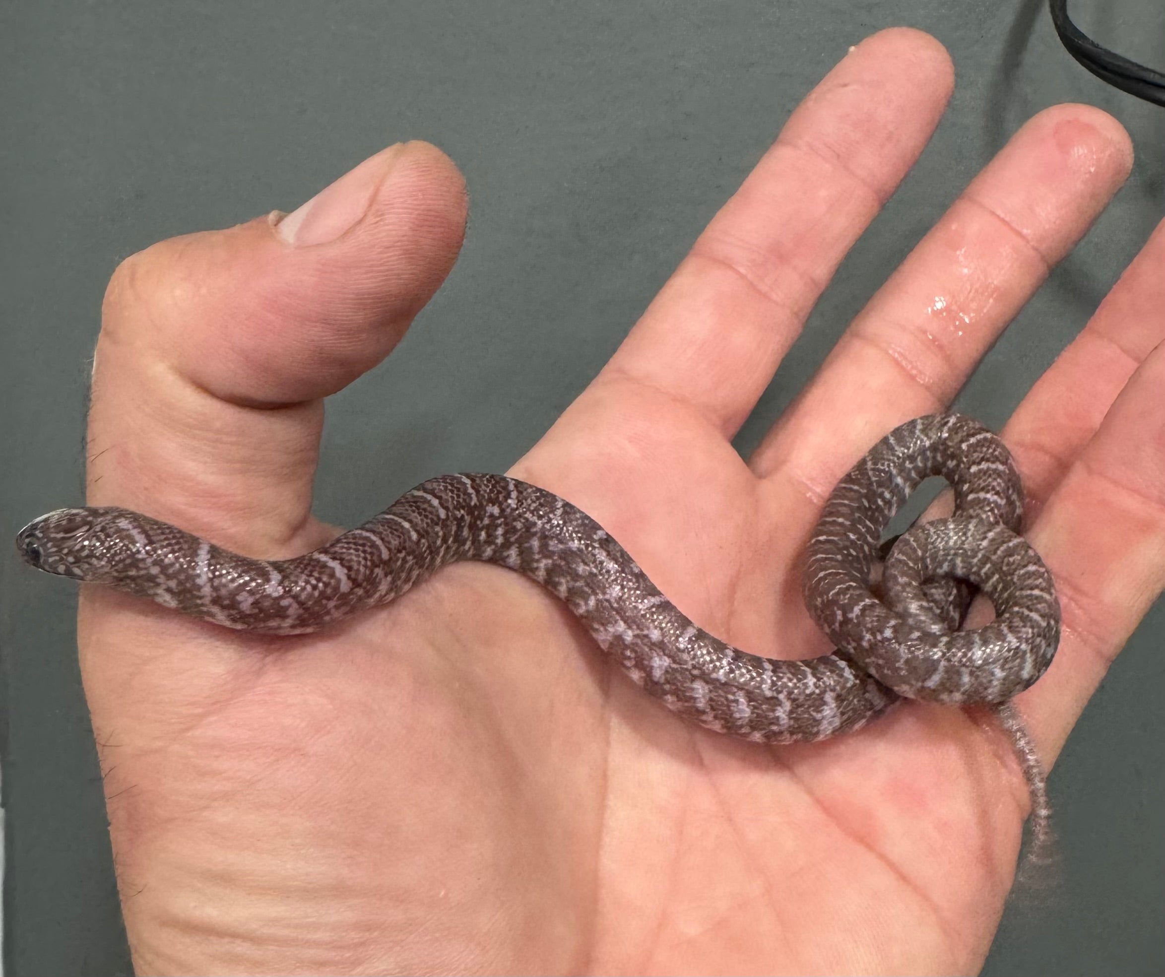 1.1 Pair 2025 Alabaster Florida Kingsnakes