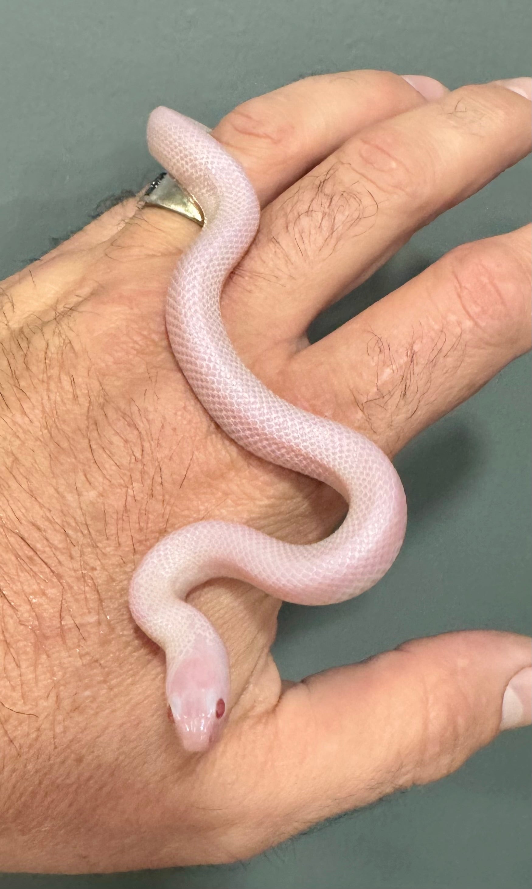 1.1 Pair 2025 Albescent Florida Kingsnakes