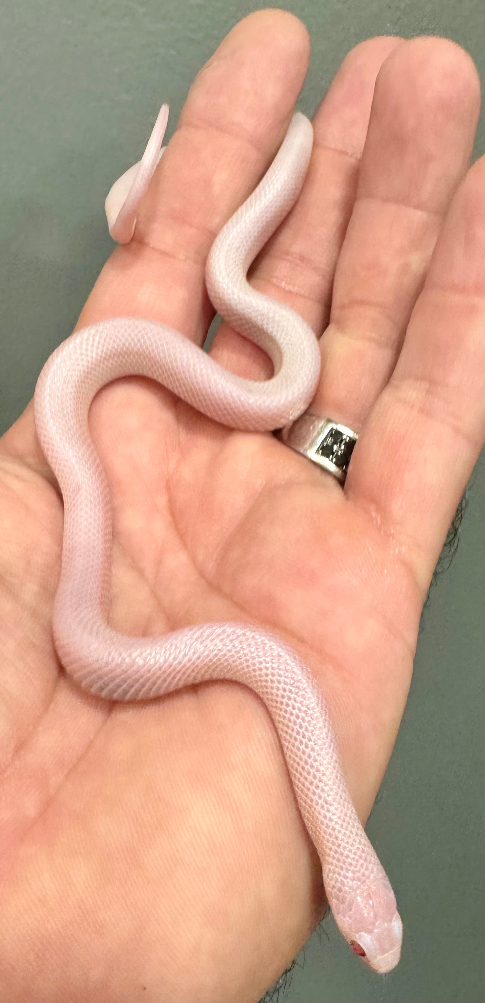 1.1 Pair 2025 Albescent Florida Kingsnakes