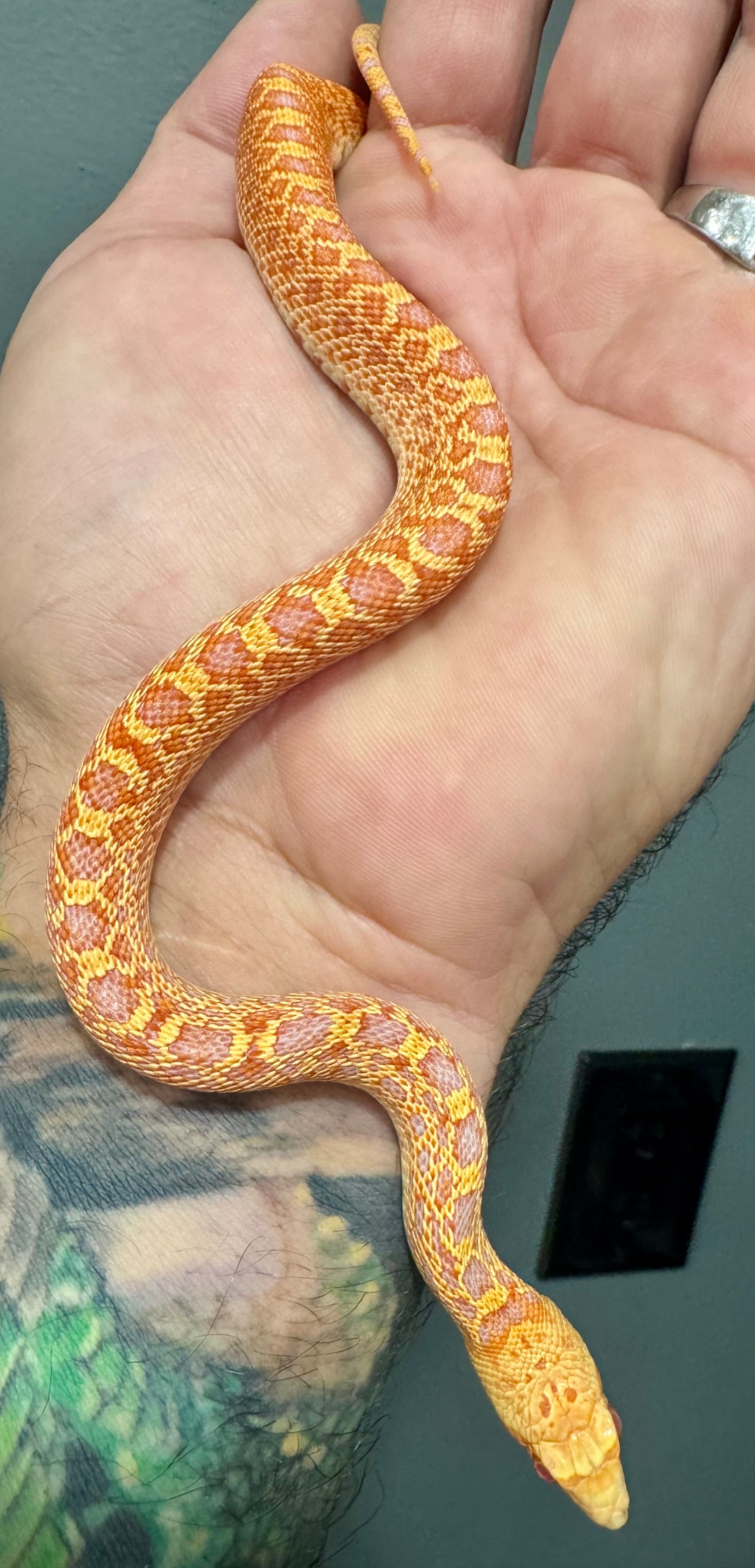 High contrast Albino Bullsnake Babies