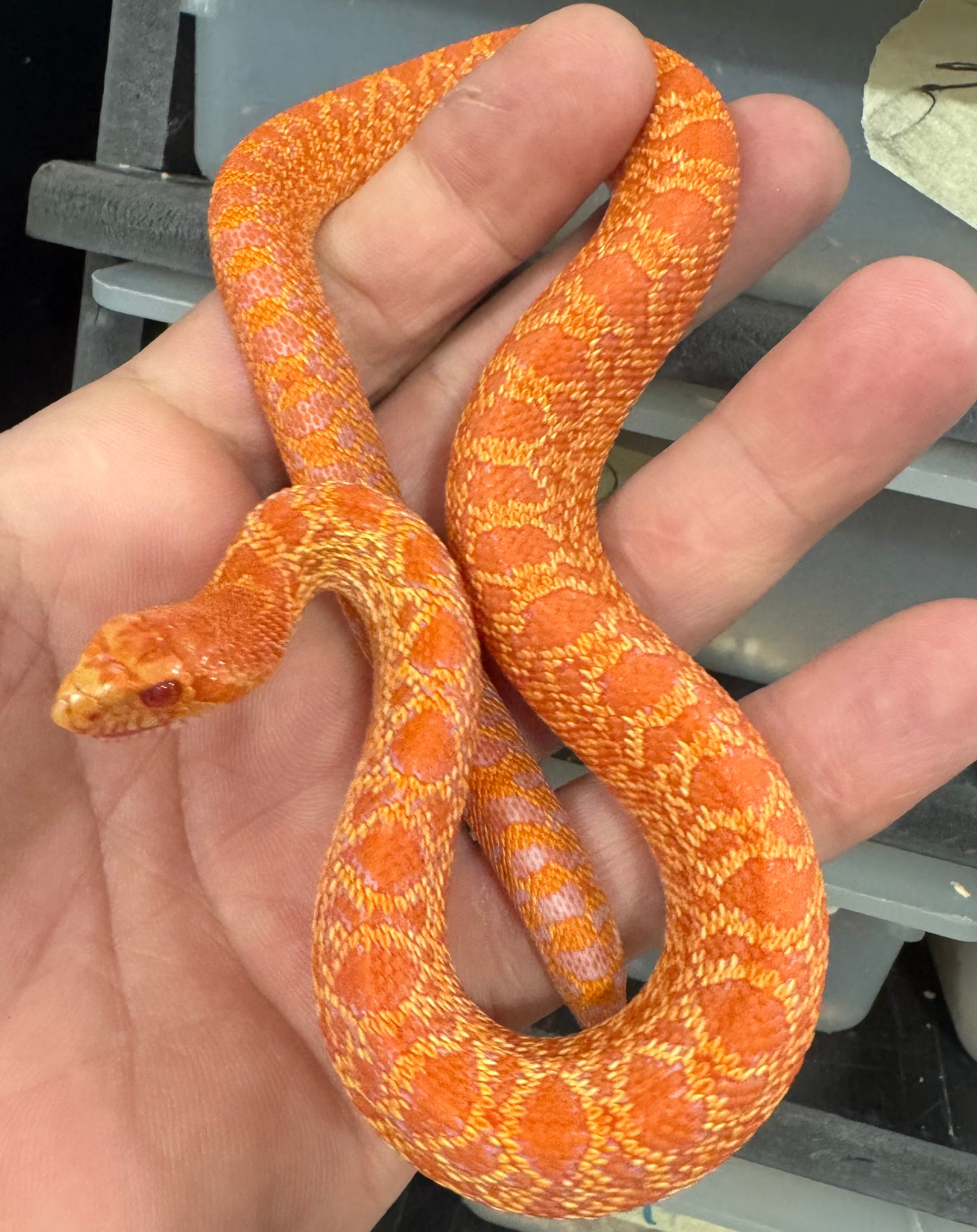 Extrem RED Albino Bullsnakes