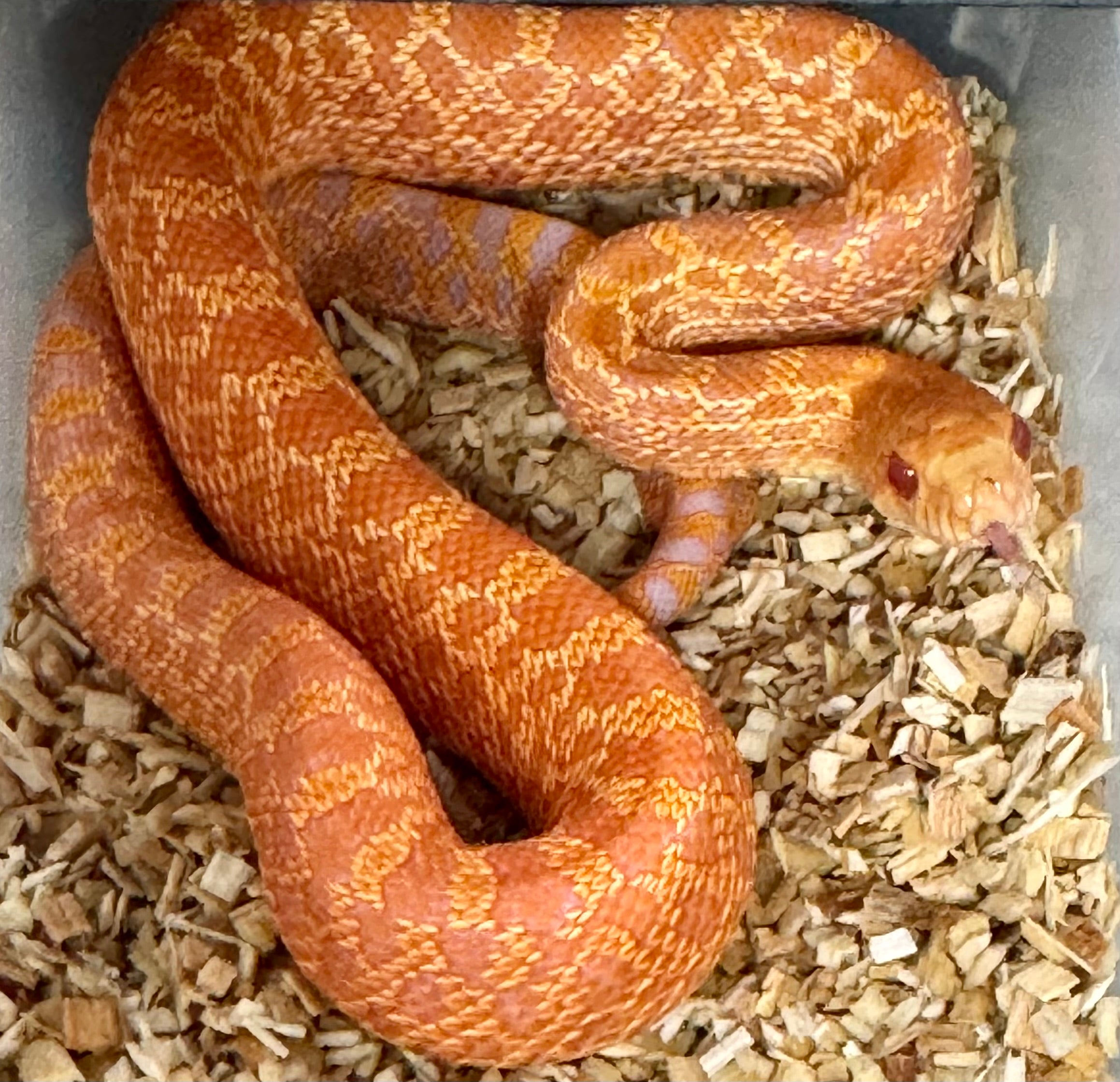 Extrem RED Albino Bullsnakes