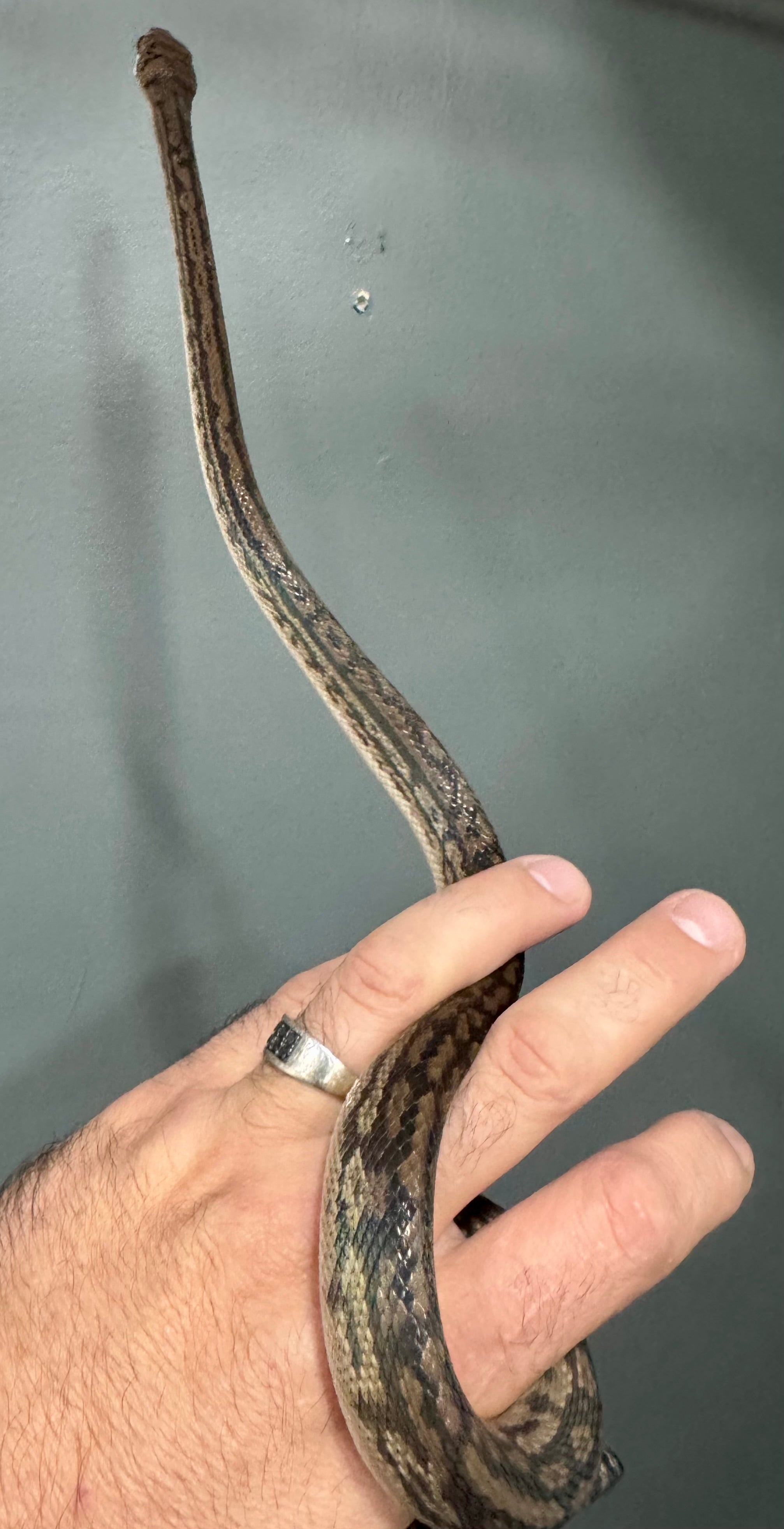 1.1 CB Southern Scrub Pythons