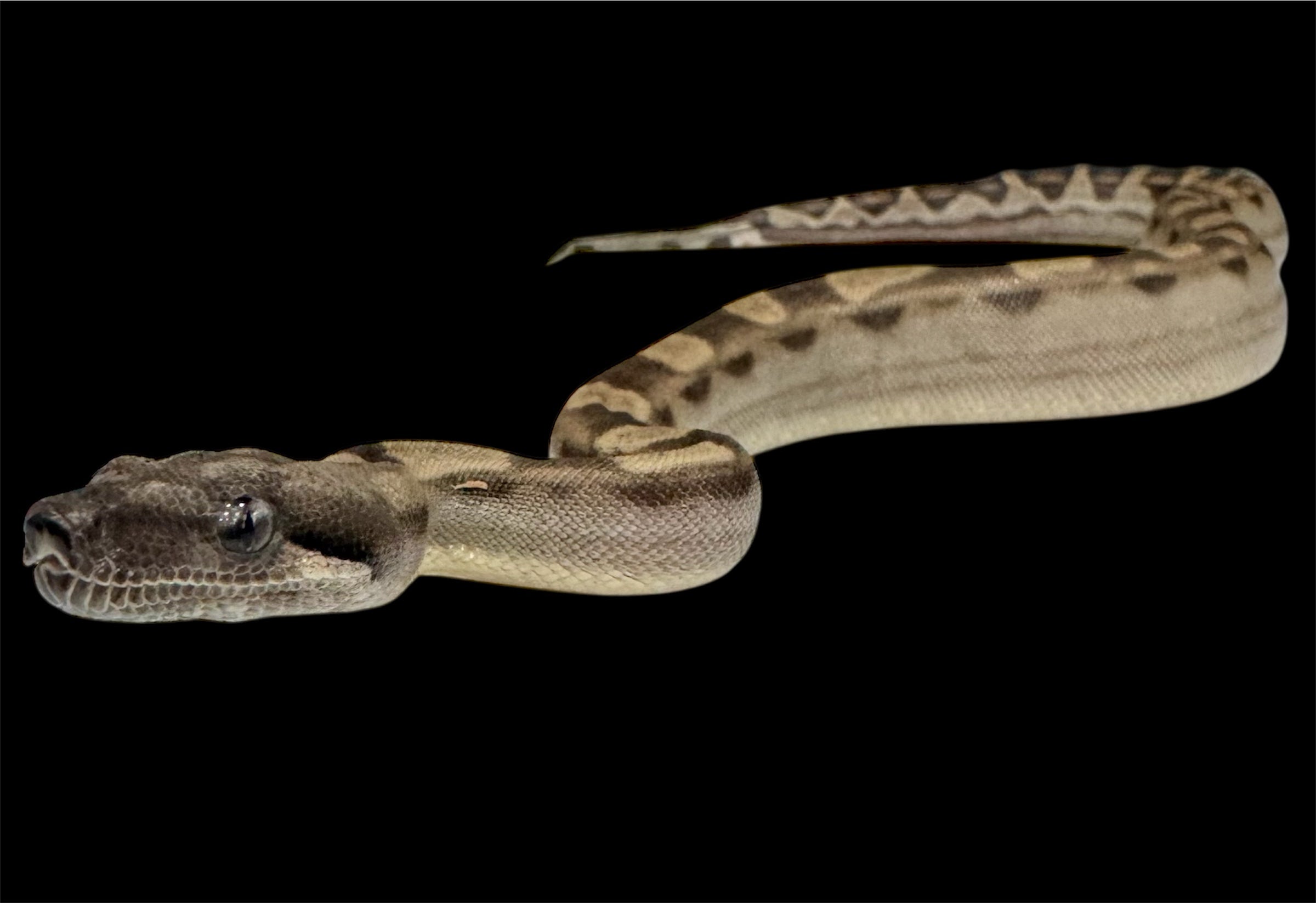 Genetic Powerhouse Pair!