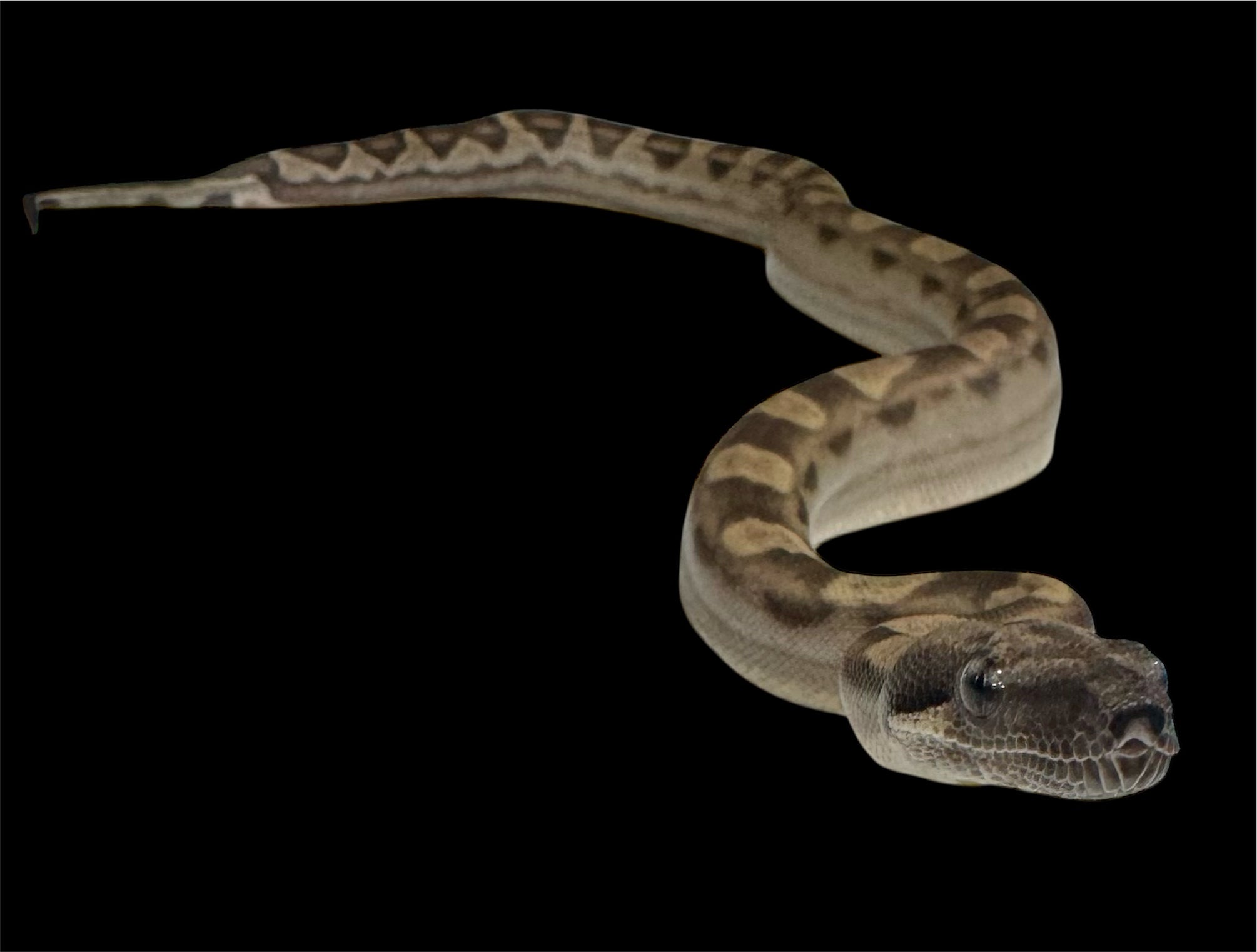 Genetic Powerhouse Pair!