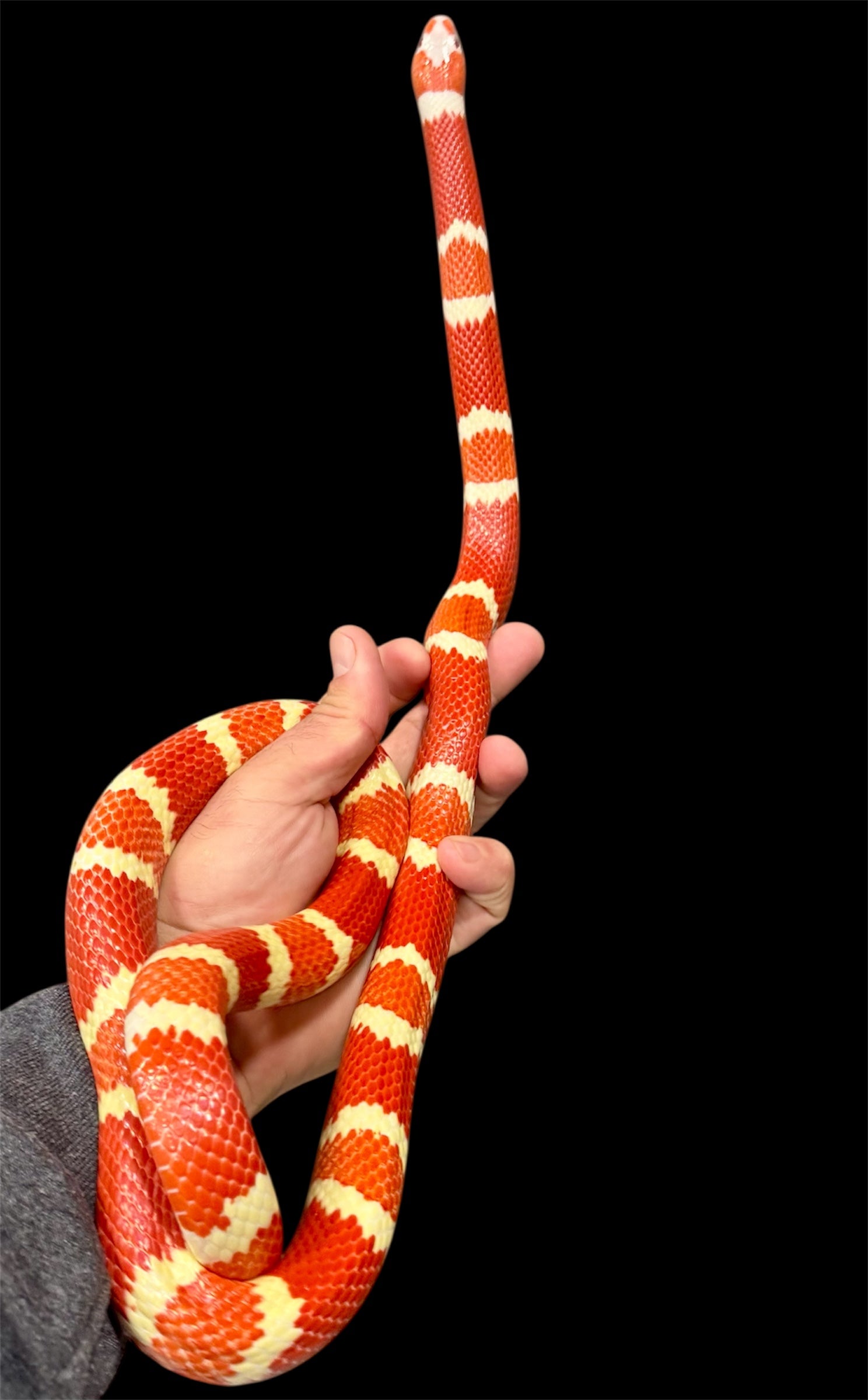 1.1 Breeder Tangerine Albino Honduran Milk Snakes.