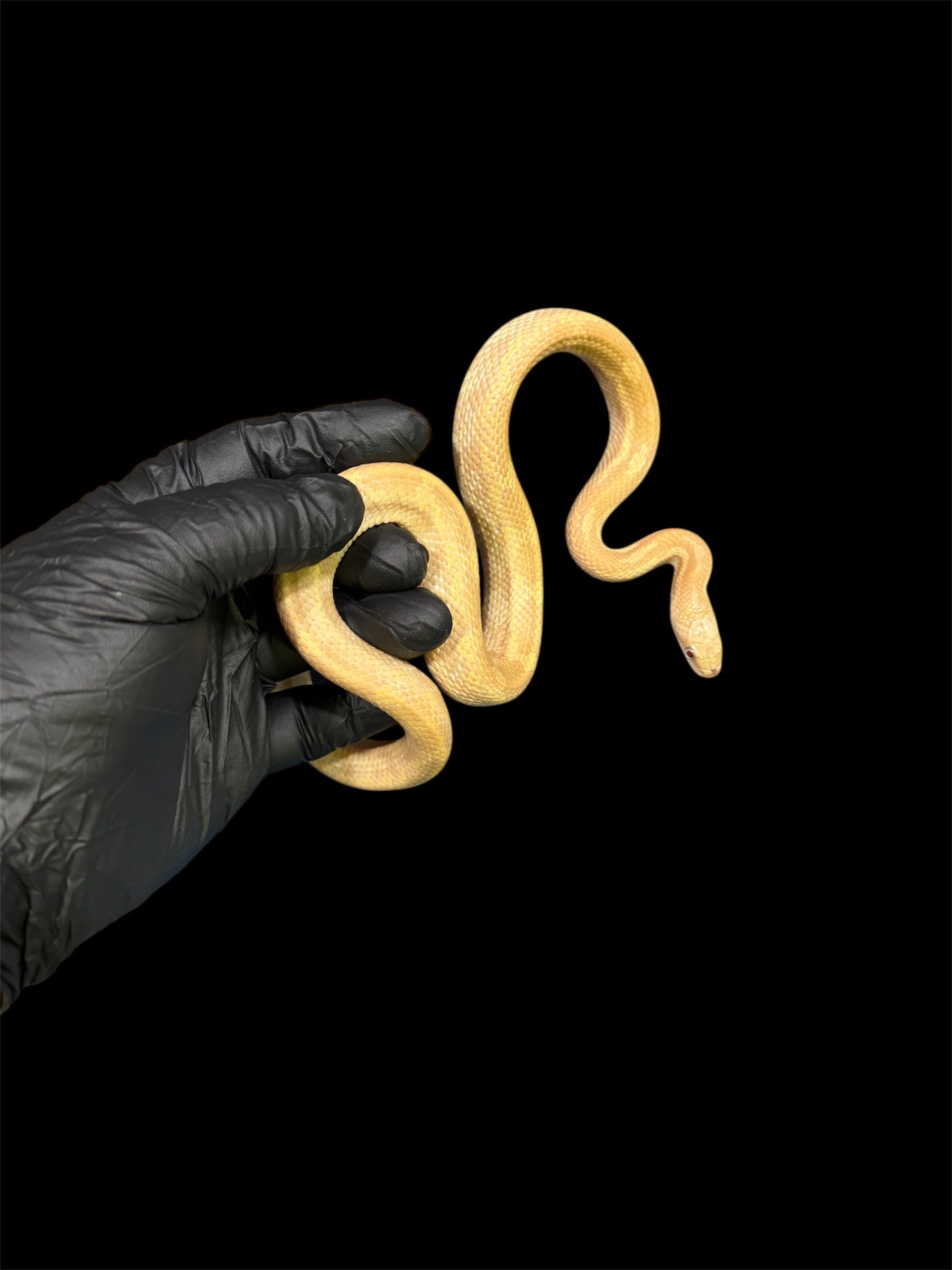 🔥 2024 Male Lightning Black Ratsnake