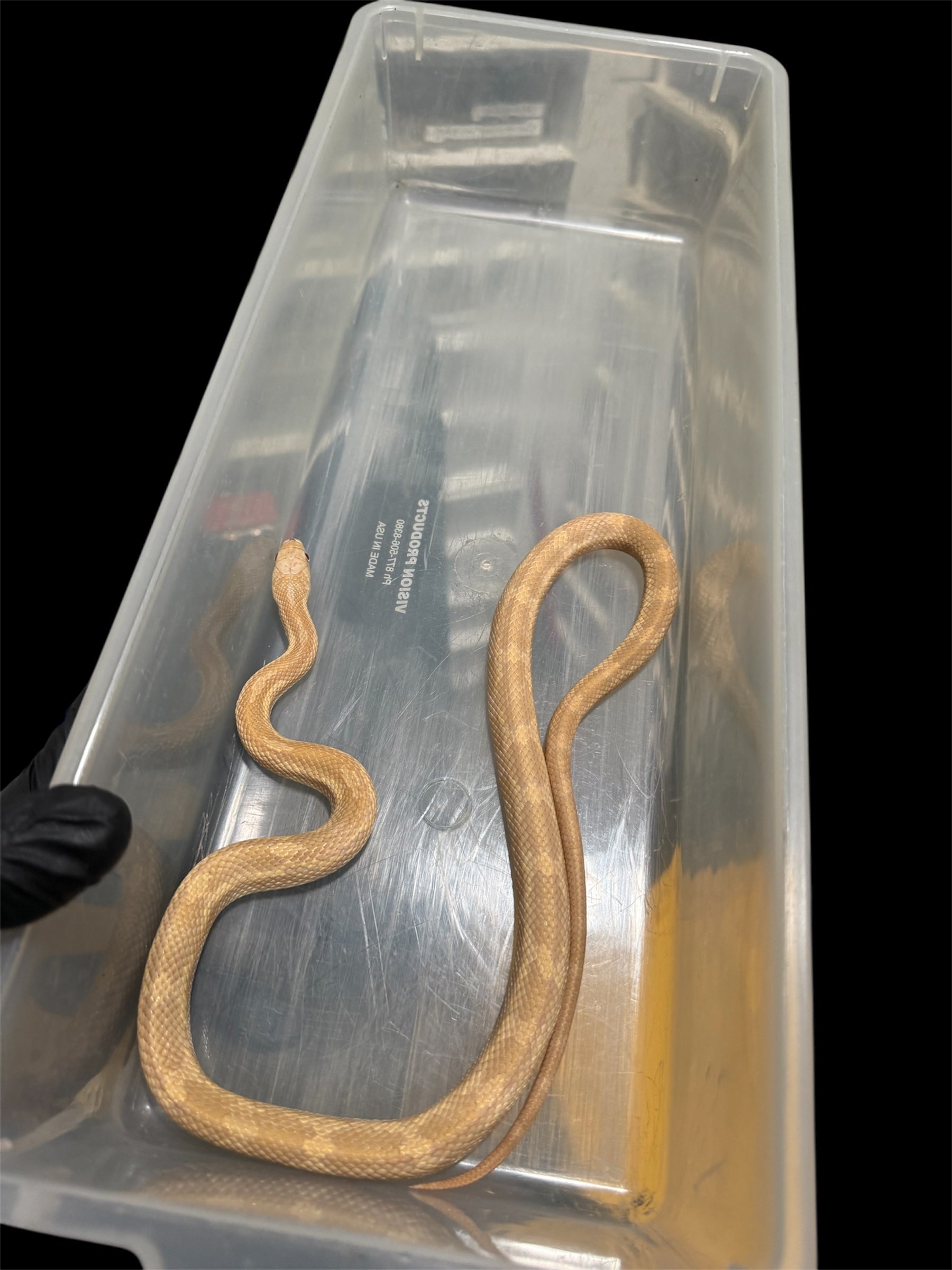 🔥 2024 Male Lightning Black Ratsnake