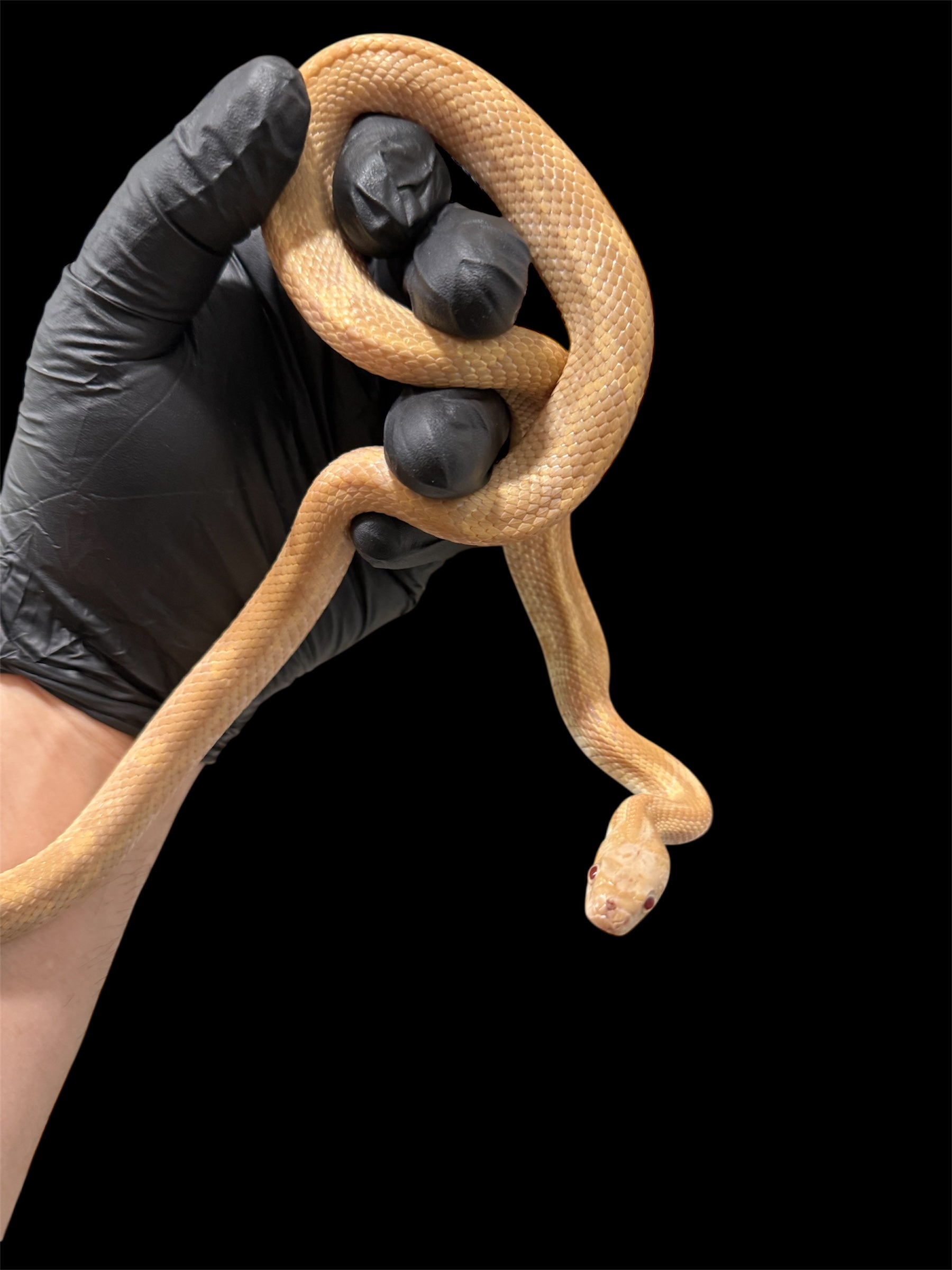 🔥 2024 Male Lightning Black Ratsnake