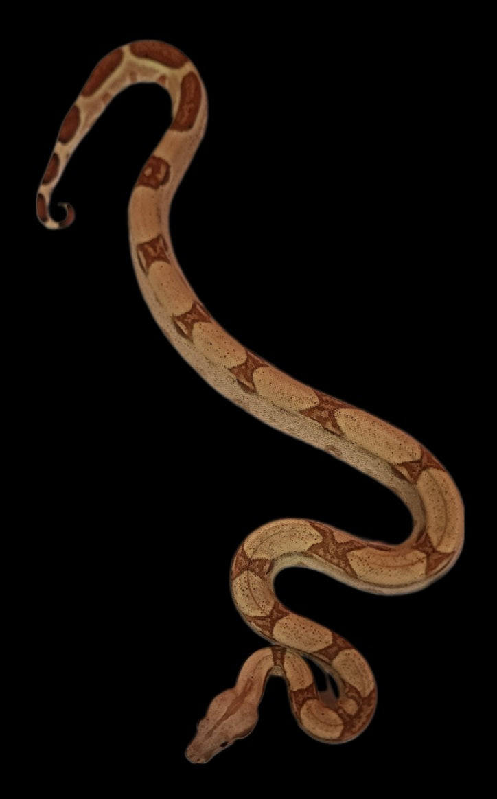 Male Hypo Het Albino 1035