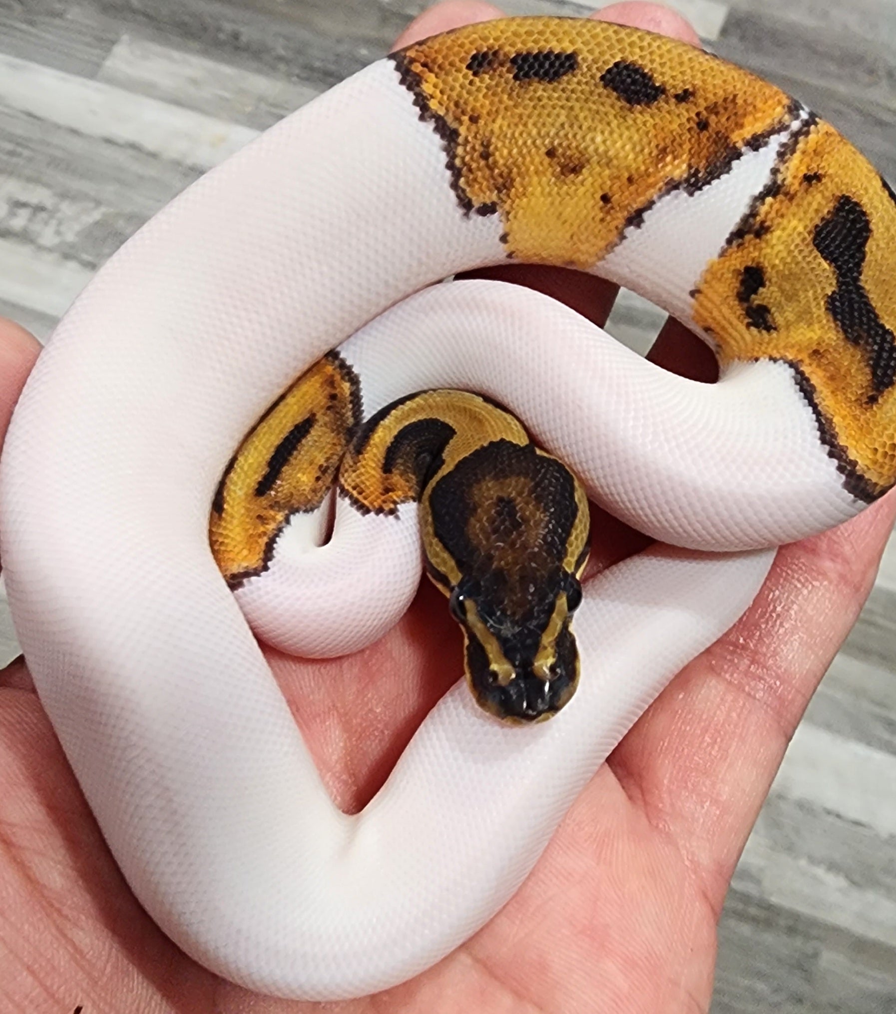 Female Pied Het Albino Ball Python
